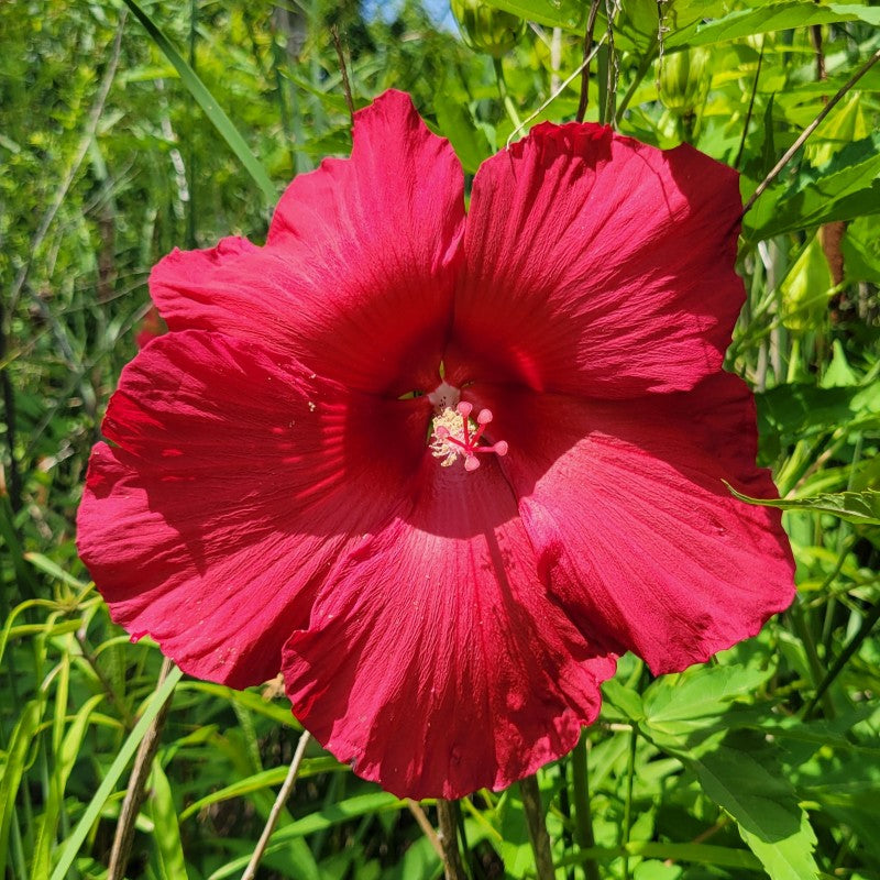 A close-up photo of a dinner-plate sized red flower on a Hibiscus x 'Lord Baltimore' swamp rose mallow