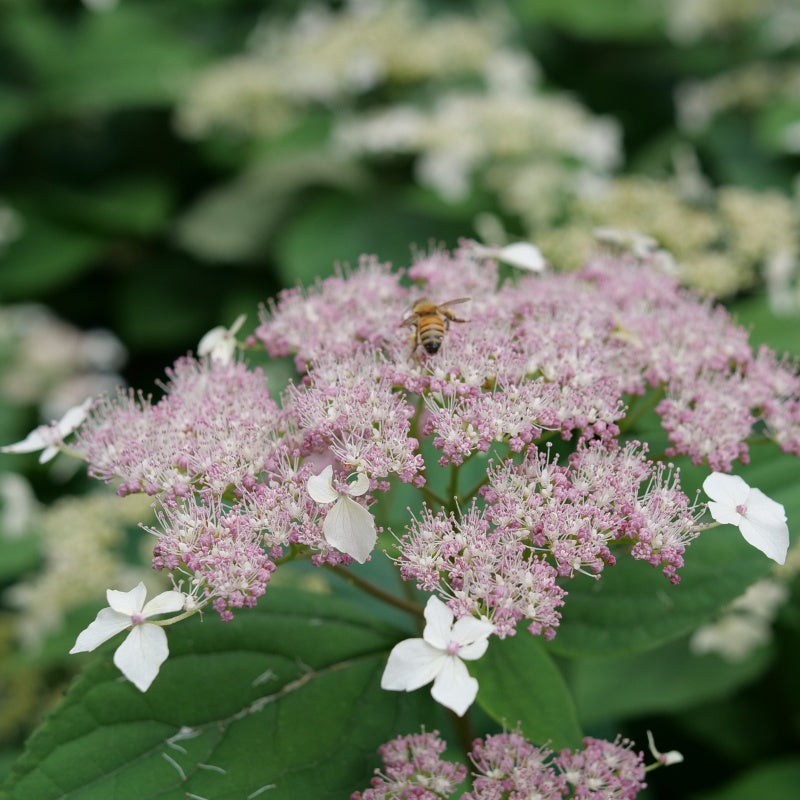 A close-up photo of the pink and white lacecap-style flowers of Hydrangea arborescens 'Invincibelle' Lace' smooth hydrangea, with a honeybee visitor