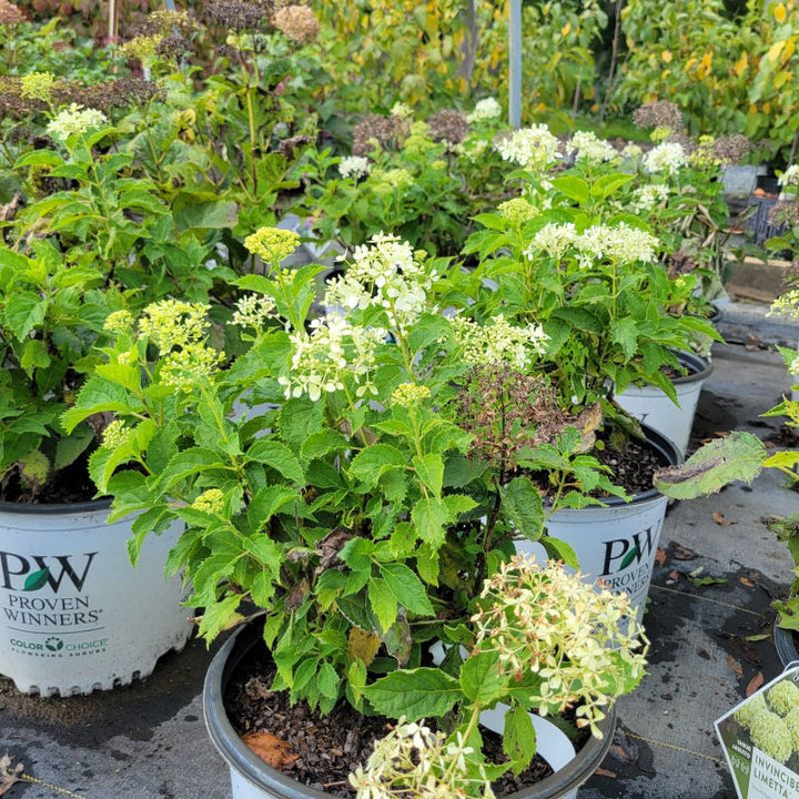 Airy structure of a Hydrangea arborescens 'Invincibelle Limetta' in bloom