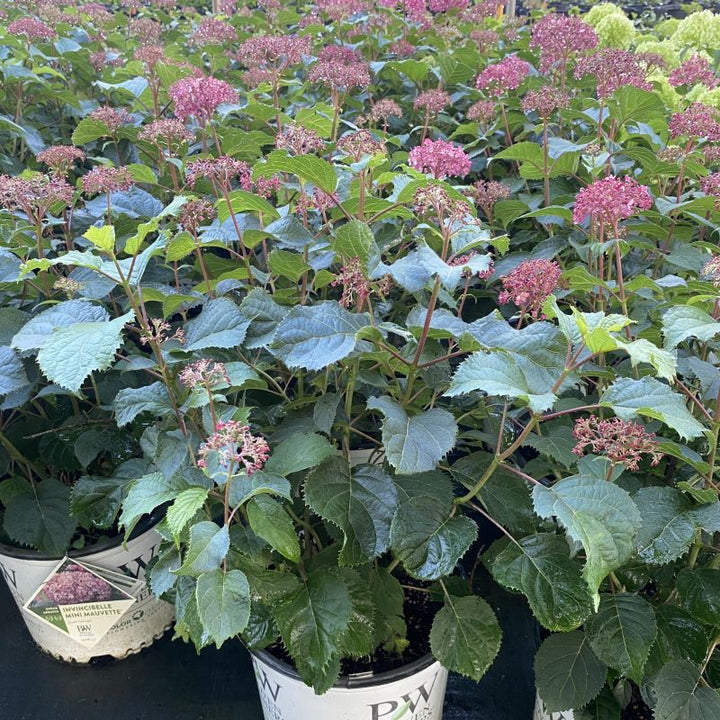 A large group of Hydrangea arborescens 'Incinvibelle Mini Mauvette' in bloom, growing in 3-gallon containers