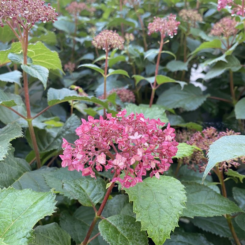 Bright pink and mauve blooms atop Hydrangea arborescens Invincibelle Mini Mauvette