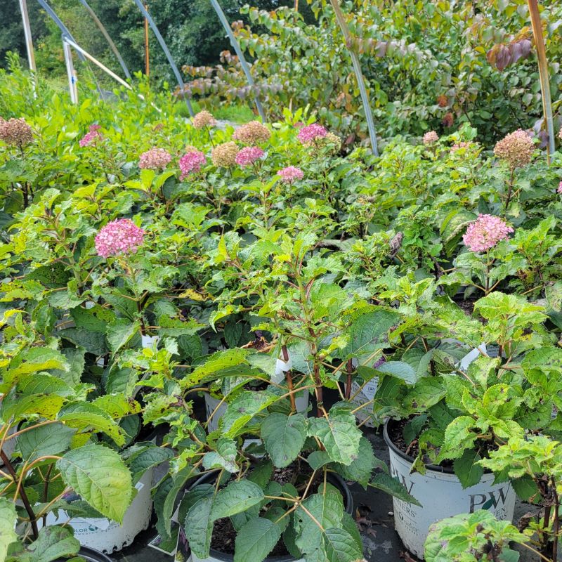 A large group of Hydrangea arborescens 'Incinvibelle Mini Mauvette' in bloom, growing in 3-gallon containers