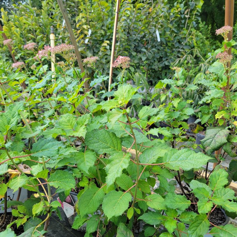 A group of large Hydrangea arborescens 'Invincibelle Spirit II' hydrangeas grown in 3-gallon pots