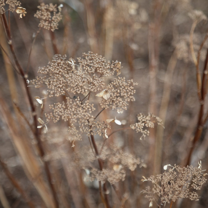 A close-up photo of the dried, desiccated flowers of Hydrangea arborescens 'Invincibelle Lce' smooth hydrangea in fall, illustrating textural off-season appeal