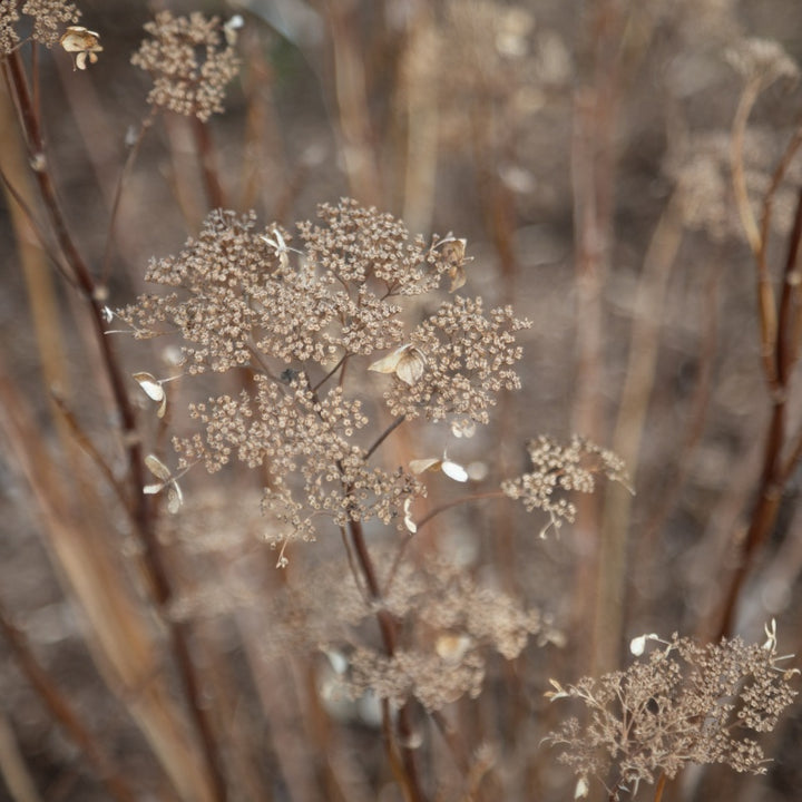 A close-up photo of the dried, desiccated flowers of Hydrangea arborescens 'Invincibelle Lce' smooth hydrangea in fall, illustrating textural off-season appeal