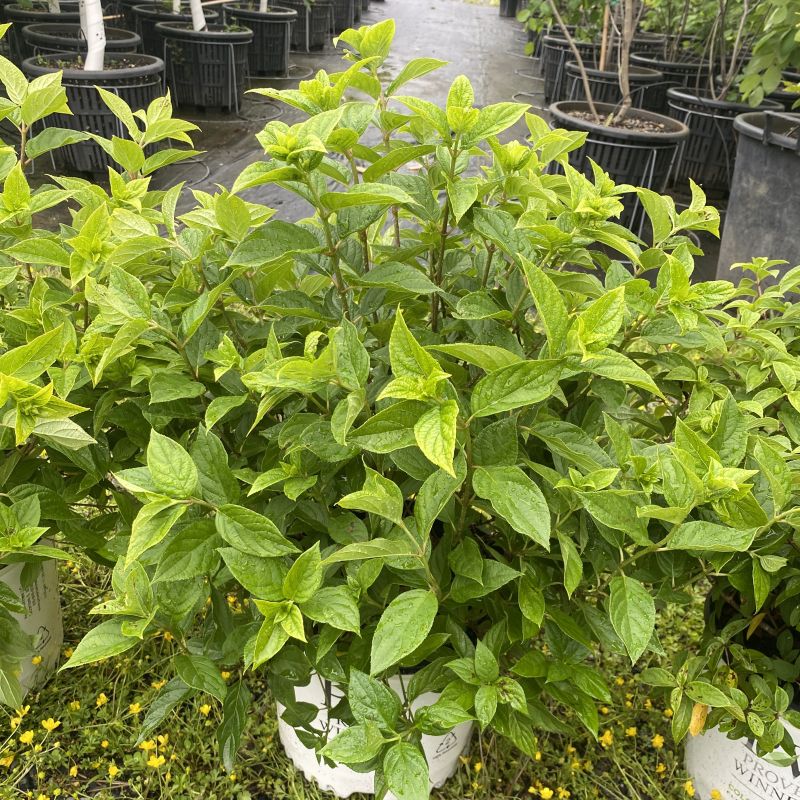 A photo of the green, textured leaves of Hydrangea paniculata 'Little Lime'