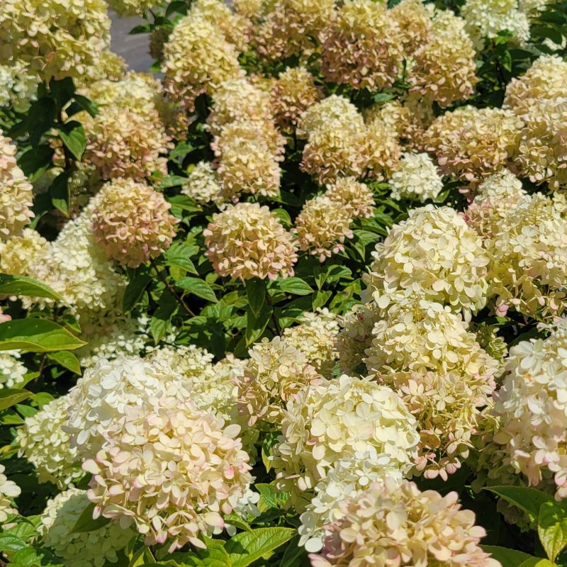 A photo of a profusion of 'Little Lime' hydrangea flower clusters