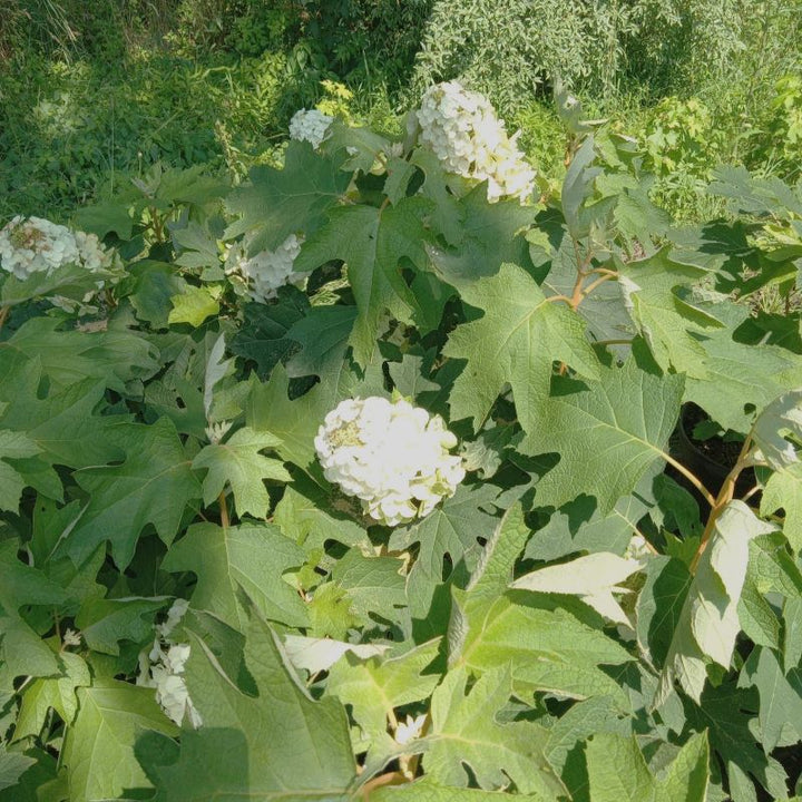 Hydrangea quercifolia 'Queen of Hearts' (Oakleaf Hydrangea) blooming with large white flowers in early summer.