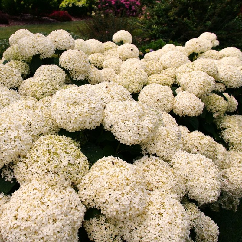 A close-up photo of the huge, white, mature flower balls of Hydrangea arborescens 'Incrediball Storm proof' smooth hydrangea covered in pollinators