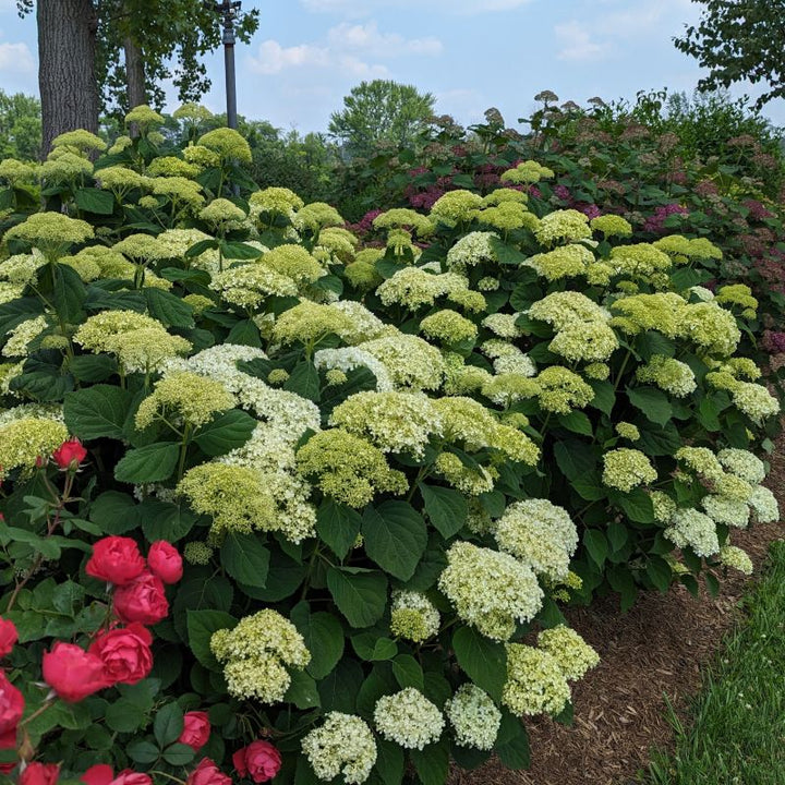 A photo of a mature specimen of Hydrangea arborescens 'Incrediball Storm Proof' smooth hydrangea planted in a mulched garden bed with developing green and white flowers