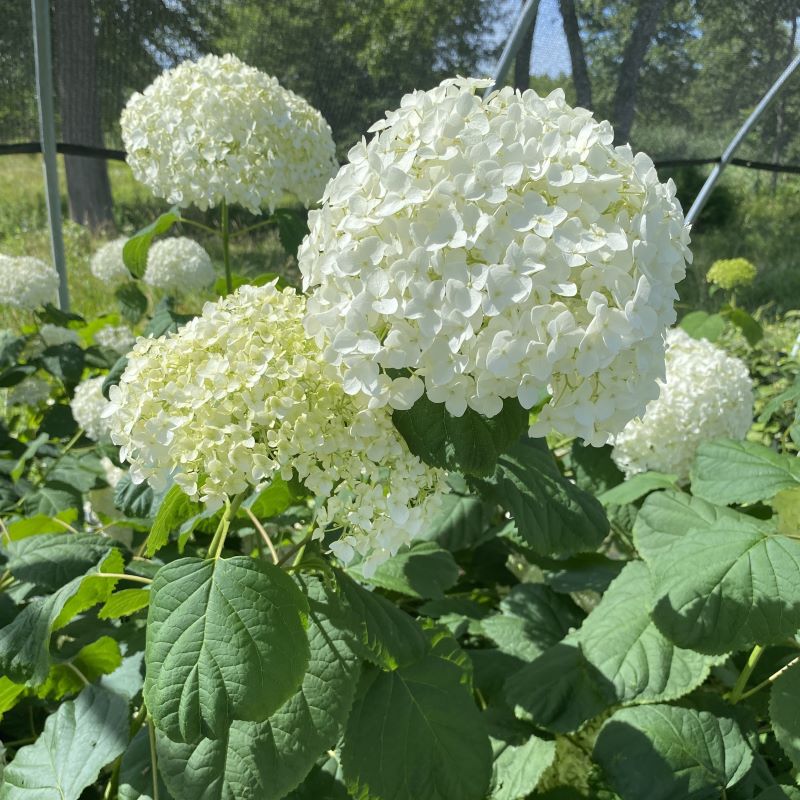 Close-up of showy white Hydrangea arborescens 'Annabelle' (Smooth Hydrangea) flowers.
