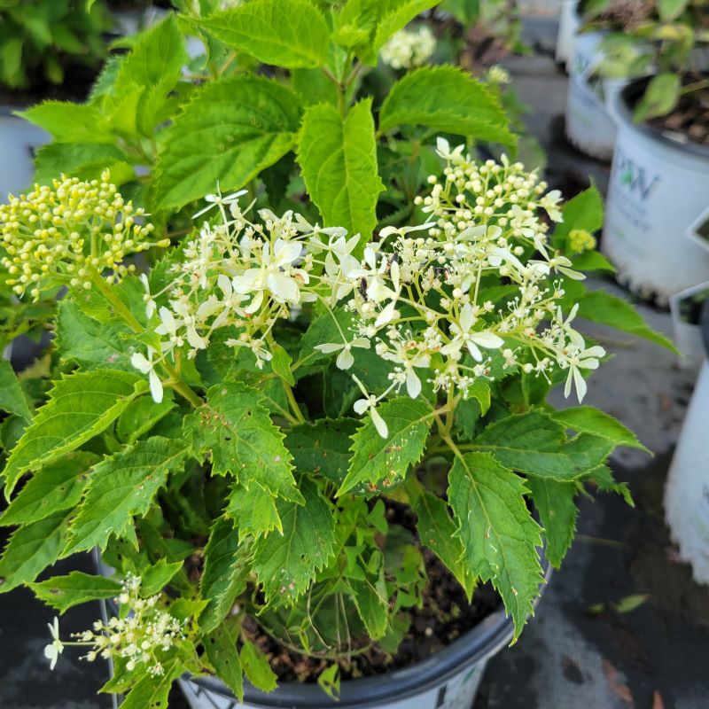 Close-up of the airy, cream-white and lime tinted flowers of Hydrangea arborescens 'Invincibelle Limetta'