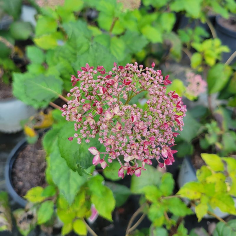 A close-up of the showy pink blooms of Hydrangea arborescens 'Invincibelle Spirit II'