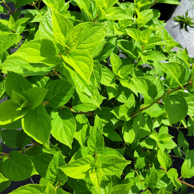 A photo of the foliage of Hydrangea paniculata 'Limelight' grown in full sun
