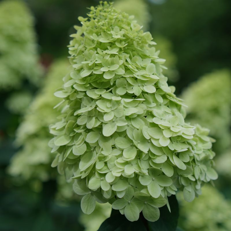Close-up of green Hydrangea paniculata 'Limelight Prime®' flowers