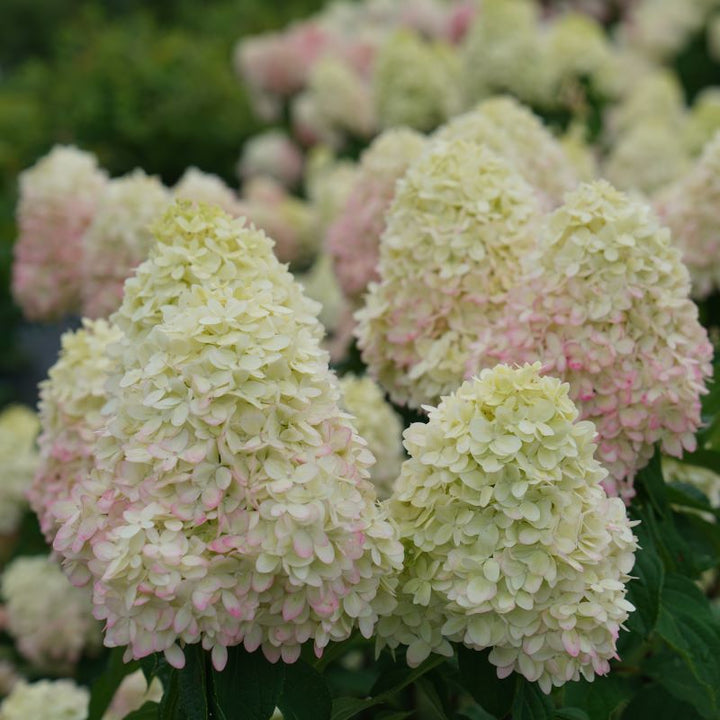Close-up of matured pink and white-green Hydrangea paniculata 'Limelight Prime®' flowers.