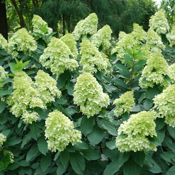 Mature Hydrangea paniculata 'Limelight Prime®' plant
