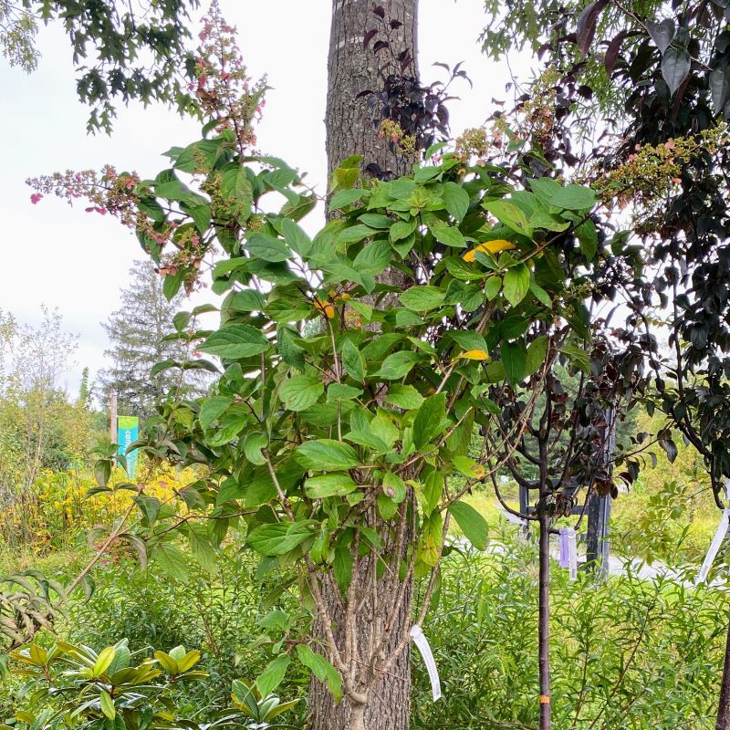 Top of tree form Pinky Winky Hydrangea paniculata (Panicle Hydrangea) in 7 gallon
