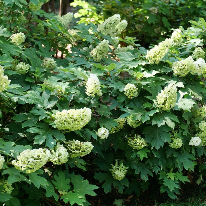 A photo of a mature specimen of Hydrangea quercifolia 'Gatsby Glow Ball' oakleaf hydrangea with green foliage and flowers in bloom