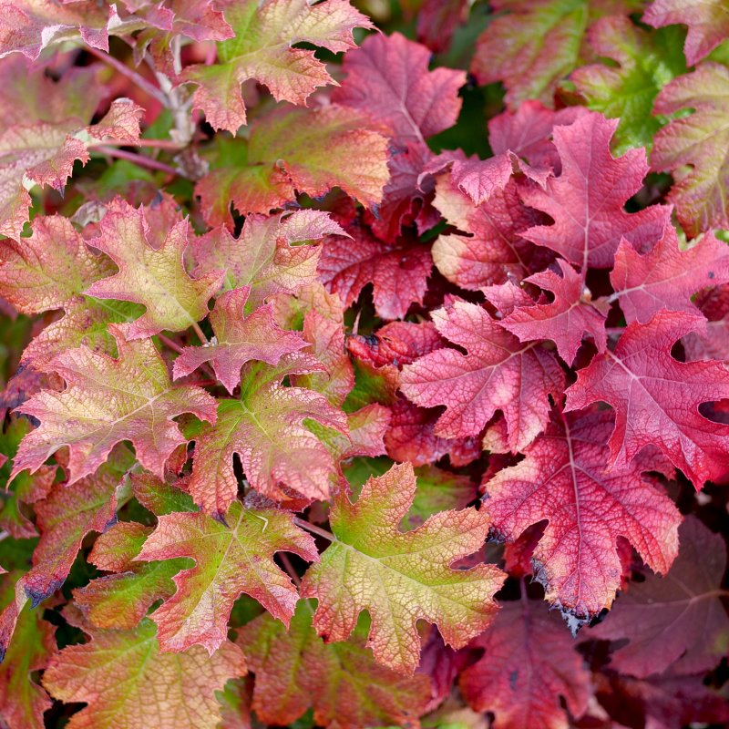 A close-up photo of the striking fall foliage in shades of red and purple on Hydrangea quercifolia 'Gatsby Glow Ball' oakleaf hydrangea