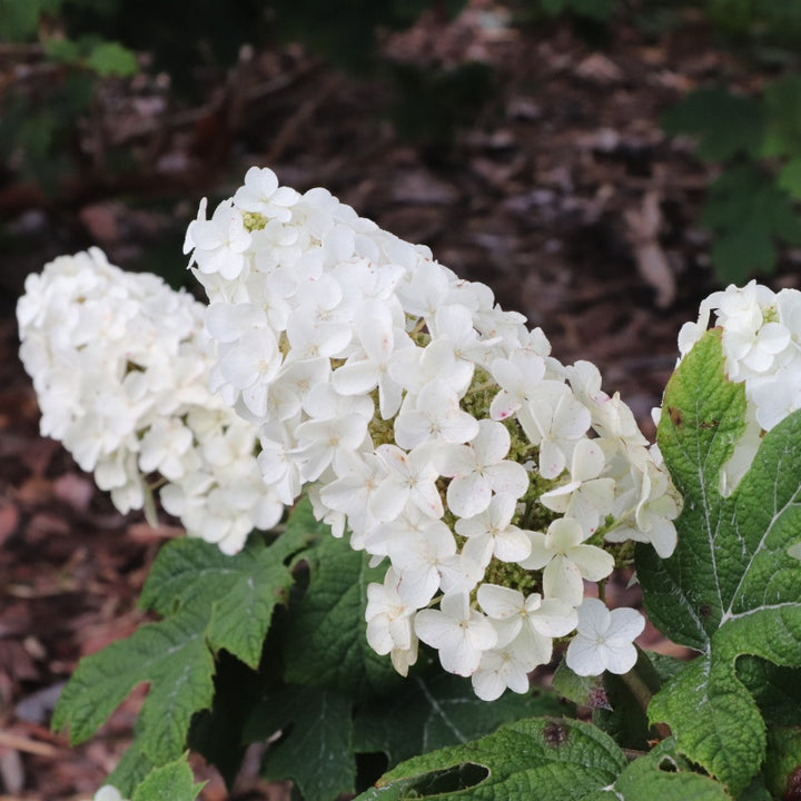 A close-up photo of the large, creamy-white flower spikes of Hydrangea quercifolia 'Gatsby Glow Ball' oakleaf hydrangea