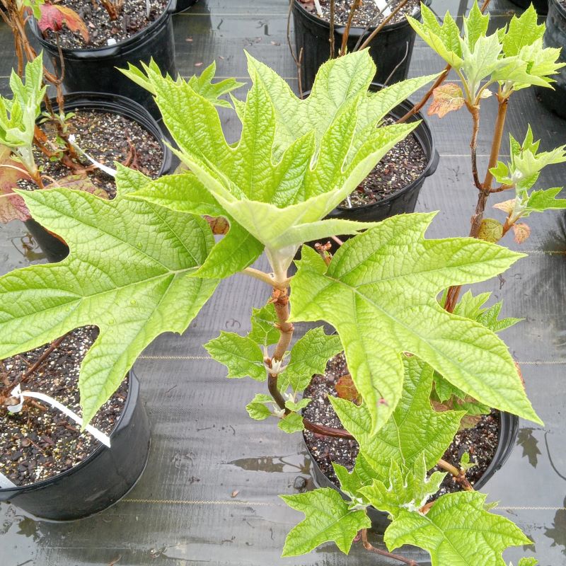 Close-up of the large, oakleaf-like foliage of straight-species Hydrangea quercifolia (Oakleaf Hydrangea).