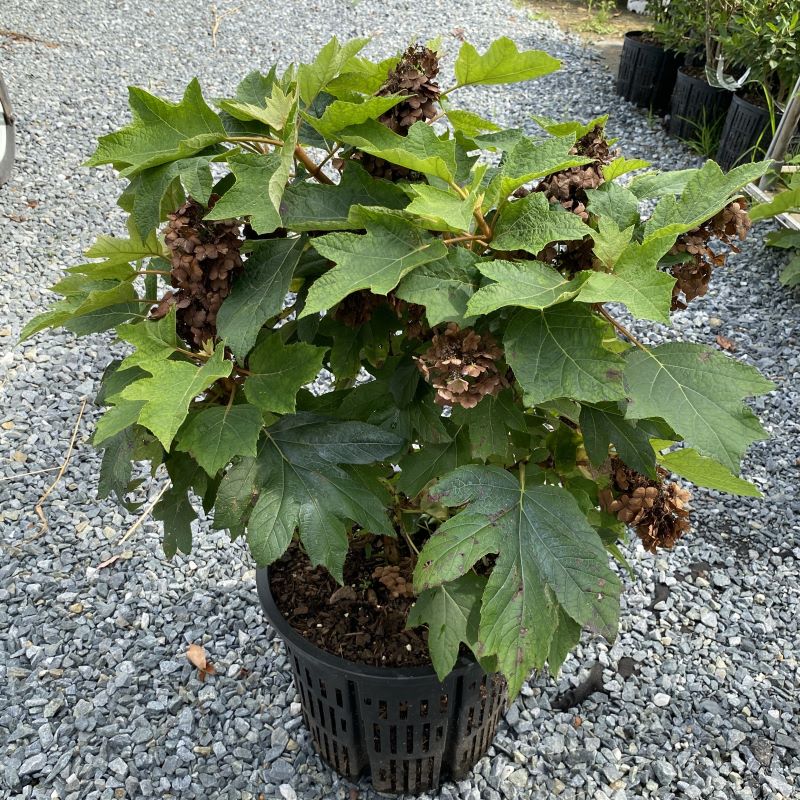 Mature Hydrangea quercifolia 'Munchkin' with dried flower heads in a 7-gallon pot.