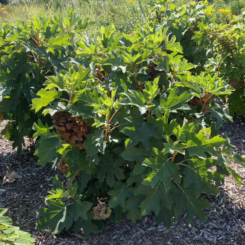 Large leaves and shrubby growth habit of a mature Hydrangea quercifolia 'Queen of Hearts'