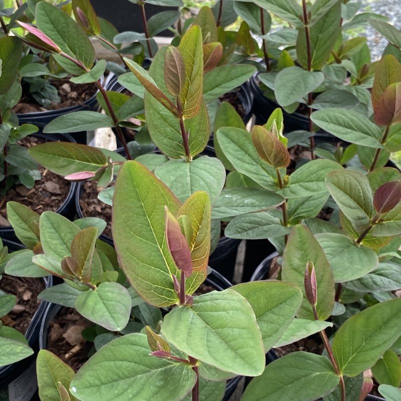 Hypericum androsaemum 'Albury Purple' (St. John's Wort)