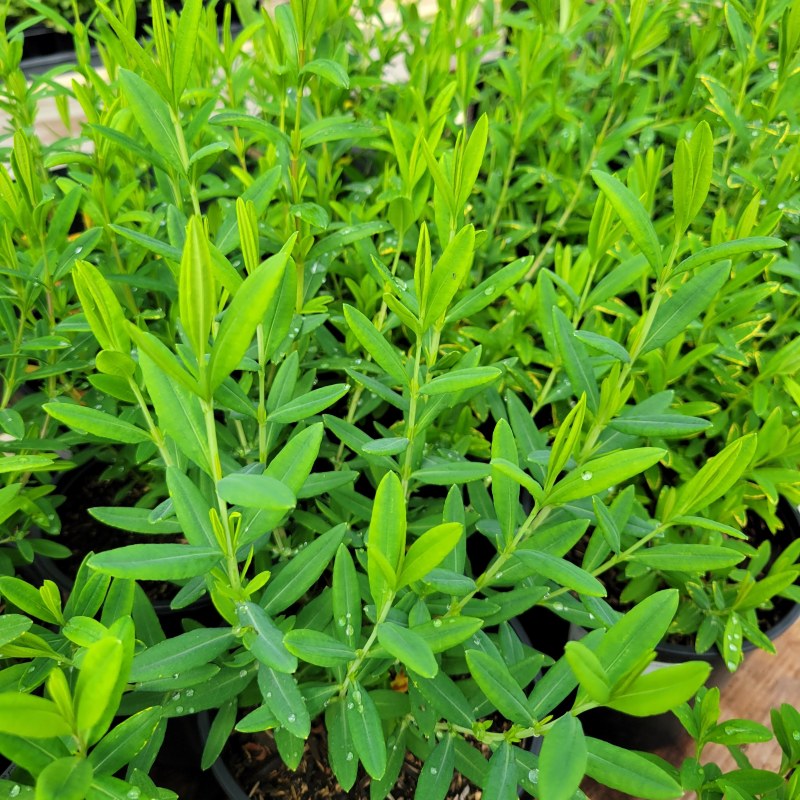 A number of shrubby St. John's wort plants (Hypericum prolificum) grown in 1-gallon pots