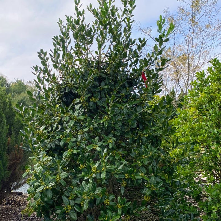 Ilex x 'Nellie R. Stevens' with deep green foliage and green berries.