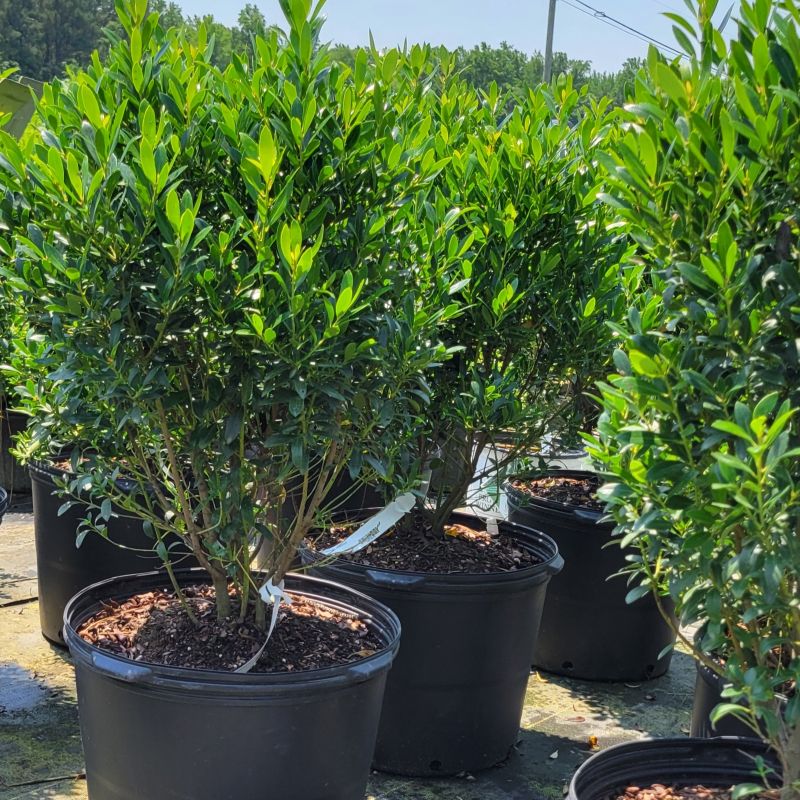 A photo of the structure and foliage of Ilex glabra 'Smarock' inkberry holly with specimens grown in 7-gallon containers