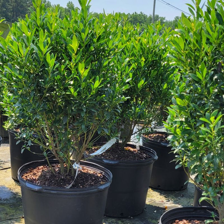 A photo of the structure and foliage of Ilex glabra 'Smarock' inkberry holly with specimens grown in 7-gallon containers