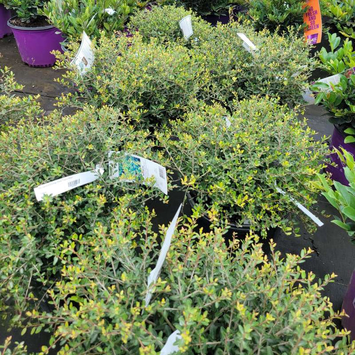 Mounded structure of several Ilex vomitoria 'Schillings' (Dwarf Yaupon Holly) plants grown in 3-gallon containers