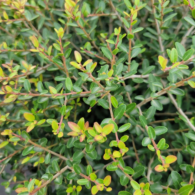 Close-up photo of the attractive evergreen foliage of Ilex vomitoria 'Schillings' (Dwarf Yaupon Holly)