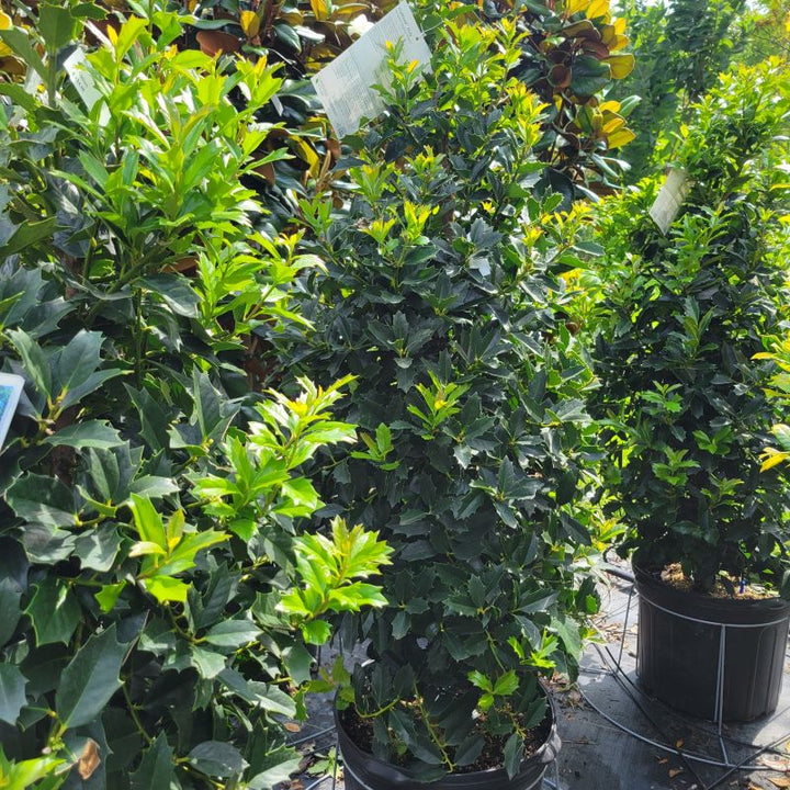Dense foliage and upright growth behavior of several Ilex x 'Magland (Oakland Holly) specimens grown in 7-gallon containers