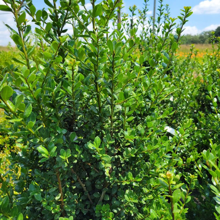Upright, glossy green branches of Ilex crenata 'Nigra' (Japanese Holly).