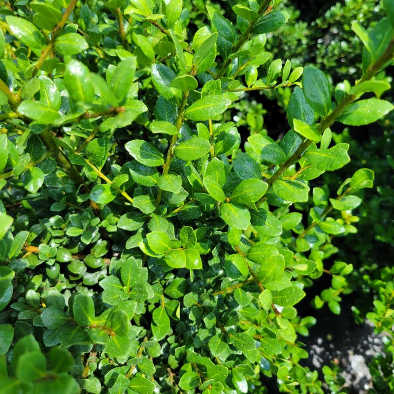 Close-up of the glossy, evergreen foliage of Ilex crenata 'Nigra' (Japanese Holly), grown in a 3-gallon container