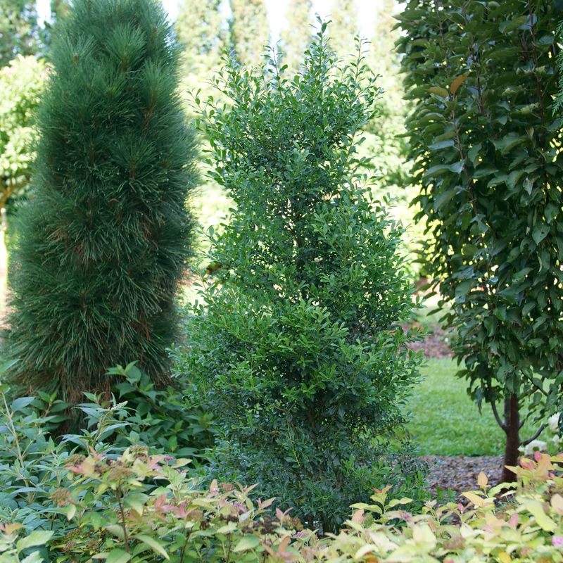 Upright habit of Ilex glabra Squeeze Box® grown in a bed.