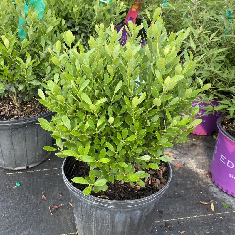 Ilex glabra 'Compacta' (Inkberry Holly) A small green leafy plant in a black nursery pot, photographed outdoors among other potted plants on a black ground cover.
