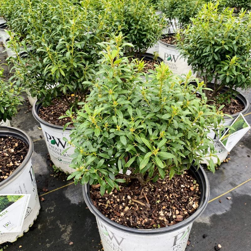 Green foliage of Ilex glabra 'Gem Box' in 3 gallon pots