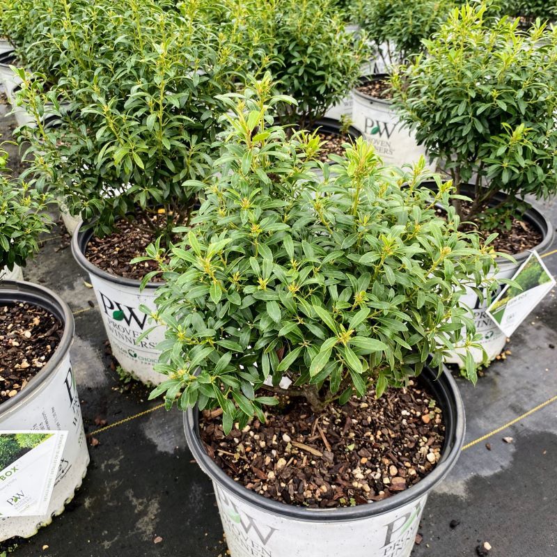 Compact Inkberry Ilex glabra Gem Box® (Dwarf Inkberry) Unity Grown – Unity Church Hill ...