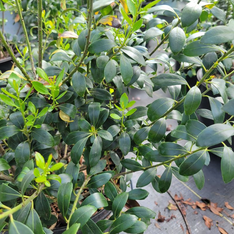 Dark, green-black, glossy foliage of Ilex glabra 'Nigra' (Inkberry Holly)