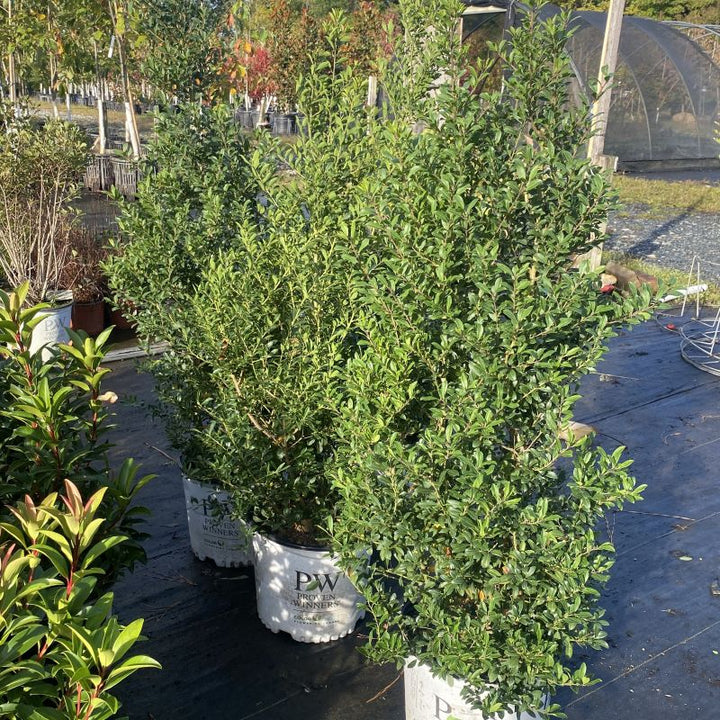 Ilex glabra Squeeze Box® (Male Inkberry Holly)
