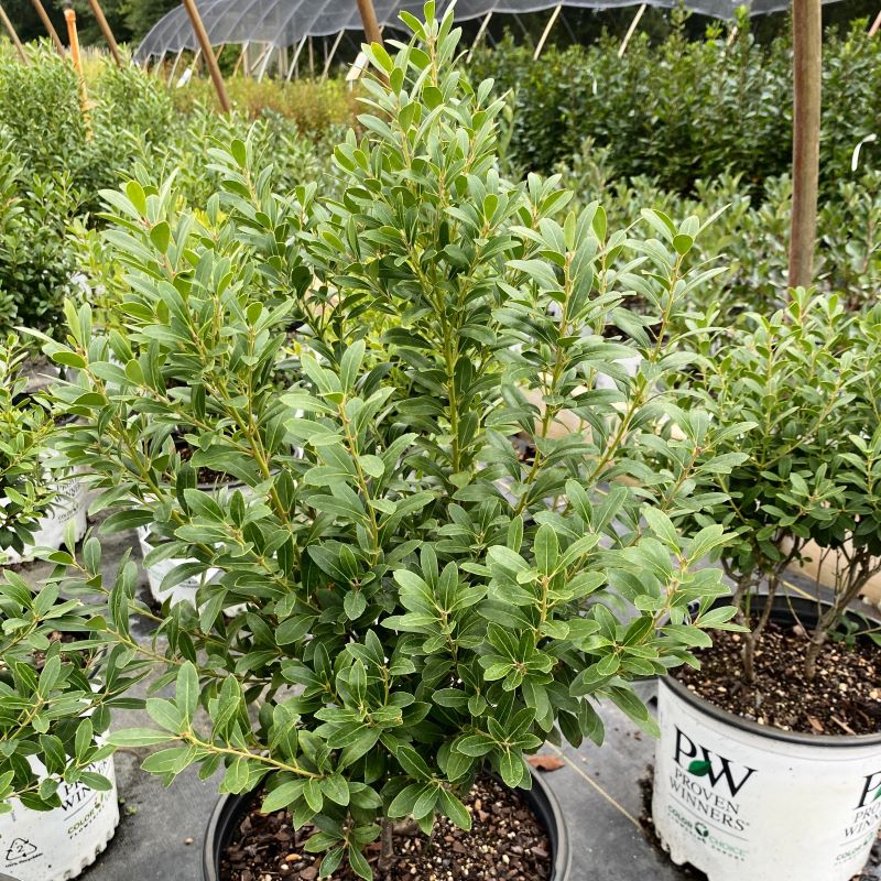 Compact Inkberry Ilex glabra Strongbox® (Dwarf Inkberry) Unity Grown – Unity Church Hill ...