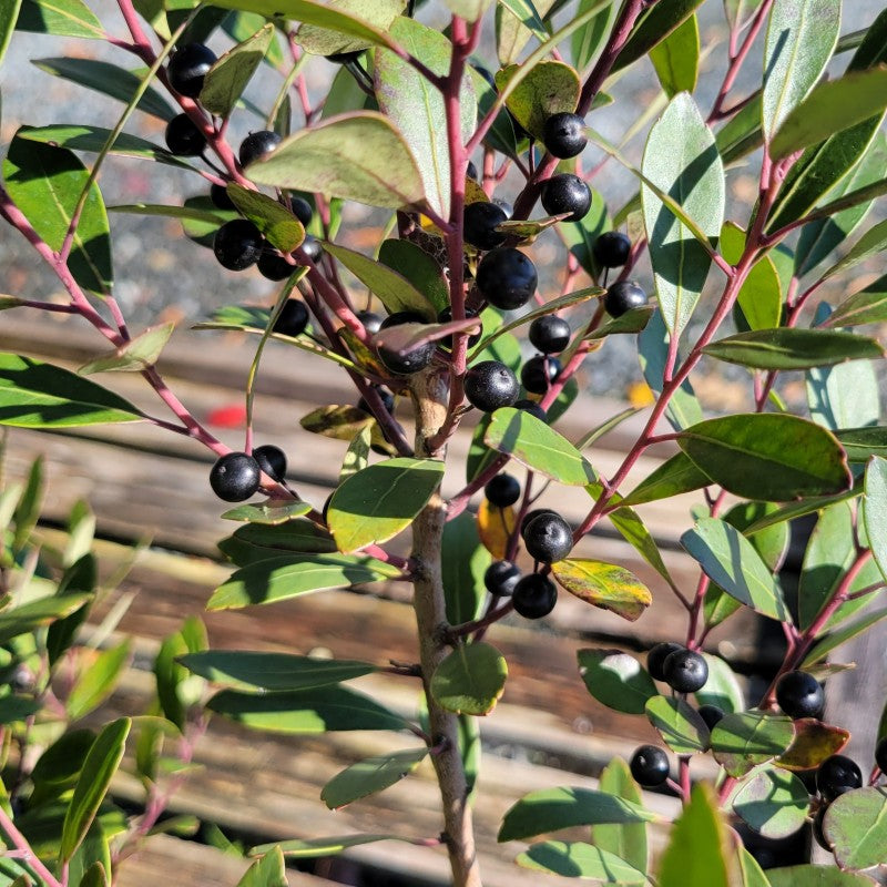 A close-up photo of the black berries of a female Ilex glabra inkberry holly specimen