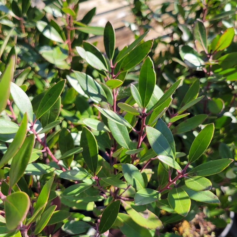 A close-up photo of the glossy, evergreen foliage of Ilex glabra inkberry holly