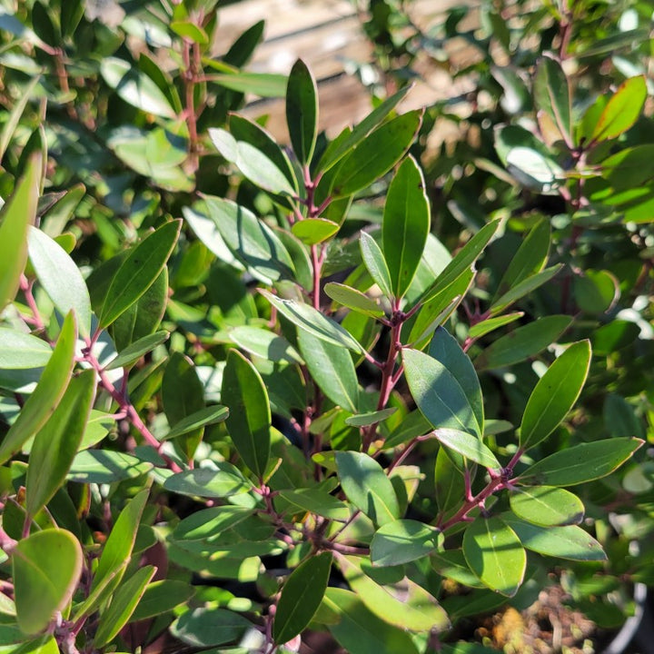 A close-up photo of the glossy, evergreen foliage of Ilex glabra inkberry holly
