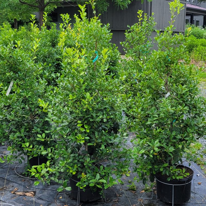 A photo of a small group of 'Greenleaf' American hollies (Ilex opaca) grown in 7-gallon containers