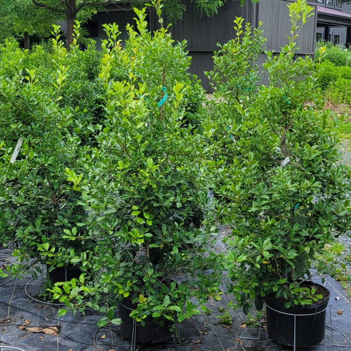 A photo of a small group of 'Greenleaf' American hollies (Ilex opaca) grown in 7-gallon containers